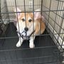 The Dog House