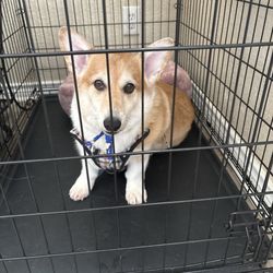 The Dog House - My standard Pembroke welsh corgi after grooming there.