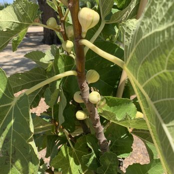 Shady Lane Park - A Fig tree - Parks Near Me - Coachella, California