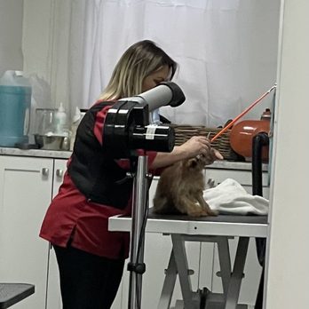 Vivi Pet Care - Vivi - Pet Groomers Near Me - Astoria, New York Vivi Pet Care - Vivi - Pet Groomers Near Me - Astoria, New York