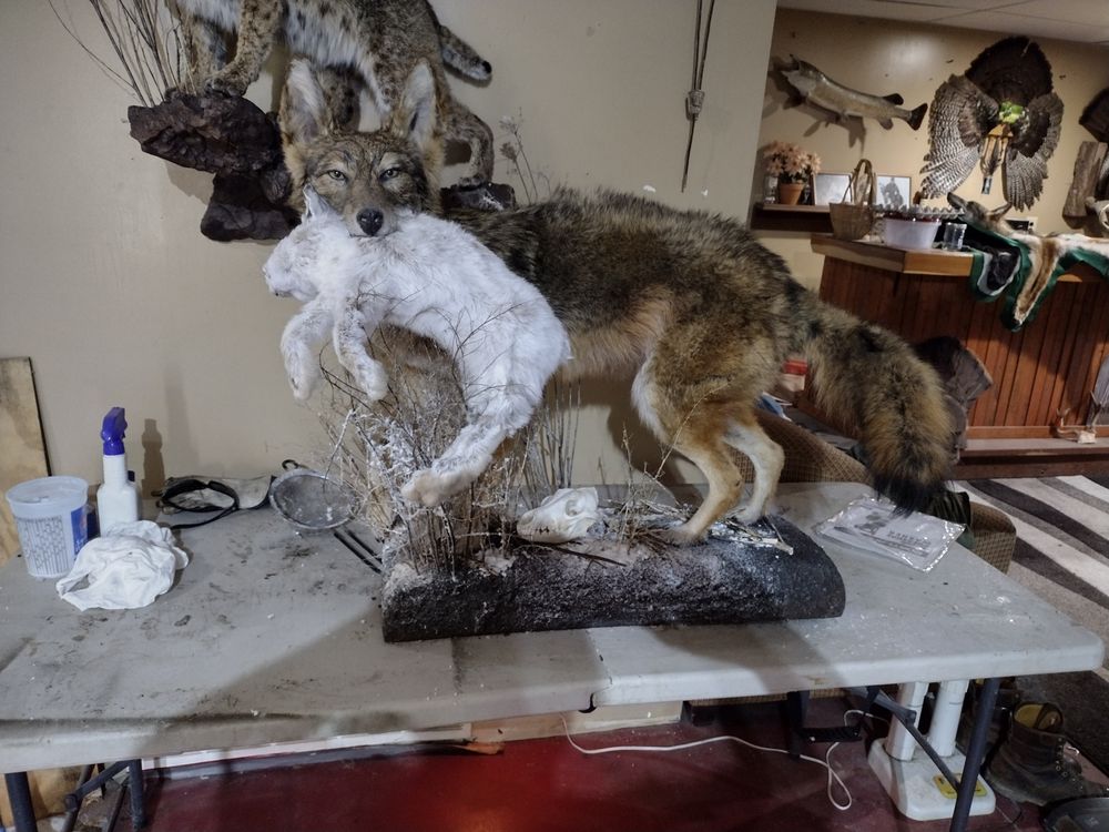 Look Alive Taxidermy - taxidermy in Perry, MI