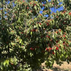 Guldseth Cherry Orchard and Vegetable Garden - Cherries