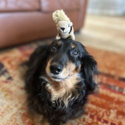 BluePearl Pet Hospital