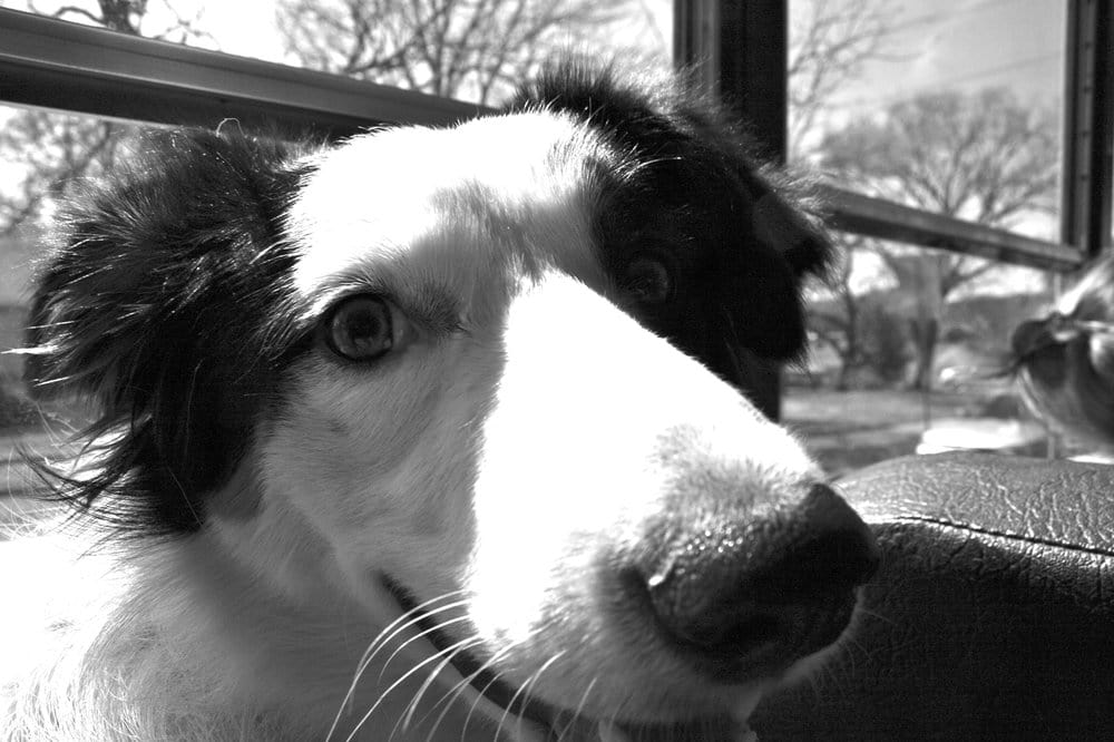 ZILKER PARK KITE FESTIVAL 48 Photos & 33 Reviews Austin, Texas