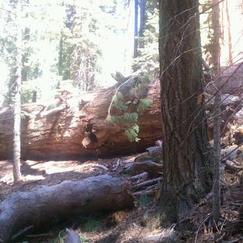 Trail of 100 Giants - A fallen Giant is blocking the path - Hiking Near Me - Springville, California Trail of 100 Giants - A fallen Giant is blocking the path - Hiking Near Me - Springville, California