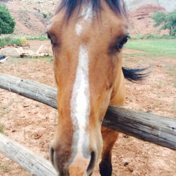 Fruita Campground - Horse selfie - Campgrounds Near Me - Teasdale, Utah Fruita Campground - Horse selfie - Campgrounds Near Me - Teasdale, Utah