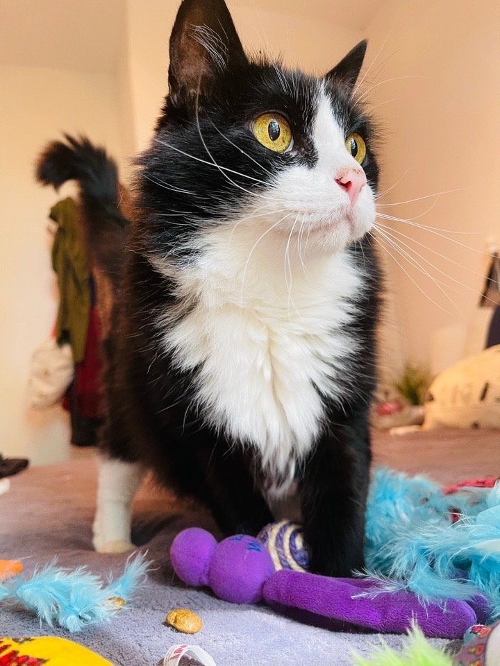 Happy Pets of NYC - pet boarding facility in New York, NY