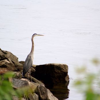 Conowingo Fisherman's Park - Parks Near Me - Darlington, Maryland Conowingo Fisherman's Park - Parks Near Me - Darlington, Maryland