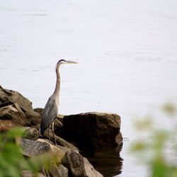 Conowingo Fisherman's Park
