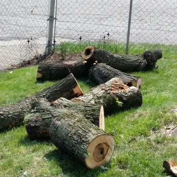 P&L Tree Service - Logs in yard - Tree Services Near Me P&L Tree Service - Logs in yard - Tree Services Near Me