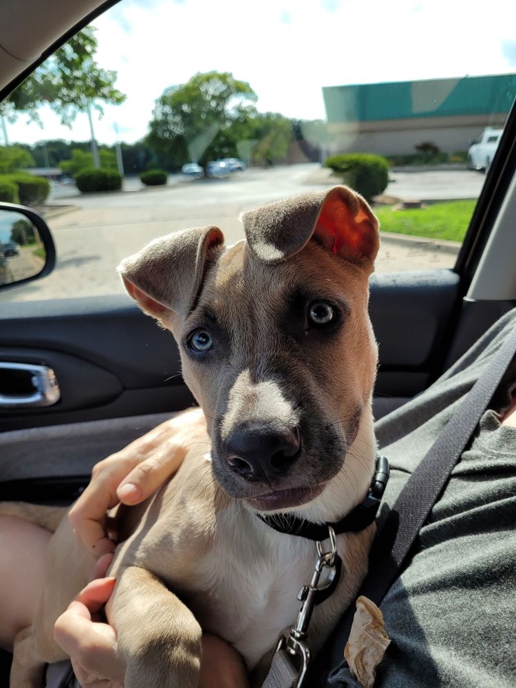 ANIMAL CLINIC OF DECATUR Updated August 2024 270 W Eldorado St