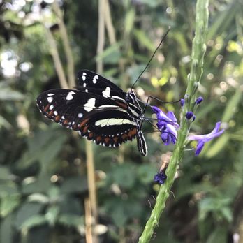 Butterfly Pavilion - Museums Near Me - Westminster, Colorado Butterfly Pavilion - Museums Near Me - Westminster, Colorado