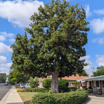 Easy Stumps Tree Services - Tree Services Near Me - Folsom, California Easy Stumps Tree Services - Tree Services Near Me - Folsom, California