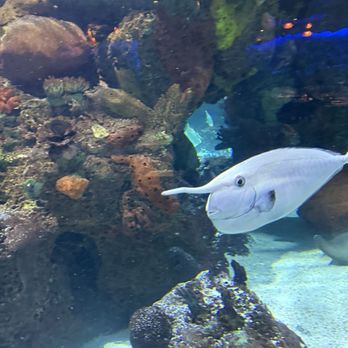 Aquarium Restaurant - Fish - Seafood Near Me - Nashville, Tennessee Aquarium Restaurant - Fish - Seafood Near Me - Nashville, Tennessee