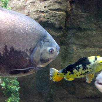 Downtown Aquarium - Museums Near Me - Denver, Colorado