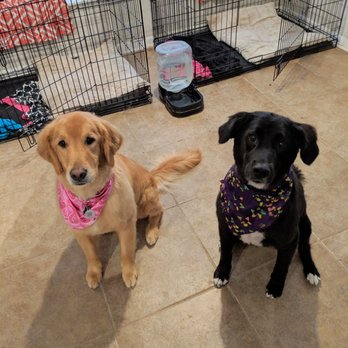 Beyond Grooming - Pet Groomers Near Me - San Marcos, Texas Beyond Grooming - Pet Groomers Near Me - San Marcos, Texas