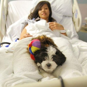 Perfect Paw Pups - Best Company Ever MalShi Pups - Pet Breeders Near Me - Humble, Texas