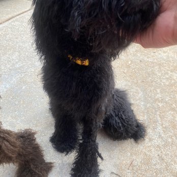 PetSmart - Pet Training Near Me - Lilburn, Georgia