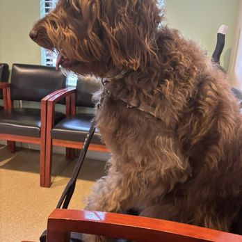 Community Animal Hospital - My silly girl Liberty waiting to be called in. She thinks she's a person - Veterinarians Near Me - Poughkeepsie, New York Community Animal Hospital - My silly girl Liberty waiting to be called in. She thinks she's a person - Veterinarians Near Me - Poughkeepsie, New York