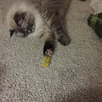 Lonerock Catastrophe Ragdolls - Lily with her Christmas present, toy spring. - Pet Breeders Near Me Lonerock Catastrophe Ragdolls - Lily with her Christmas present, toy spring. - Pet Breeders Near Me