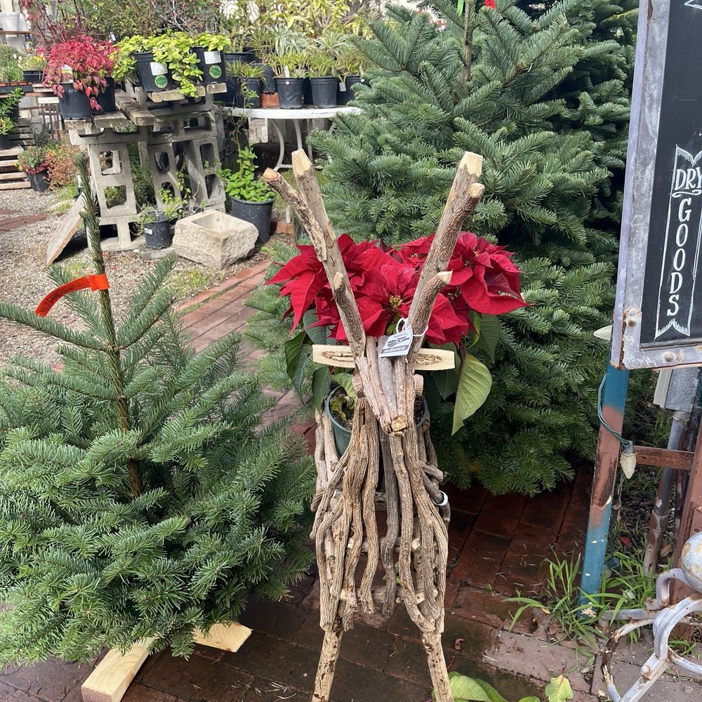 Brita's Old Town Garden - Christmas Trees - Nurseries & Gardening Near Me - Seal Beach, California Brita's Old Town Garden - Christmas Trees - Nurseries & Gardening Near Me - Seal Beach, California