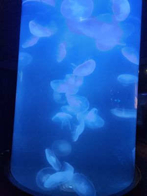 North Carolina Aquarium at Fort Fisher by null
