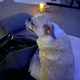 Furbaby kyla! Great surprise Furbaby kyla! Great surprise
