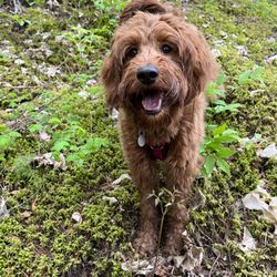 Zoe’s Doodles - Cali, from Zoe's Goldendoodle's in Kamloops, BC.
