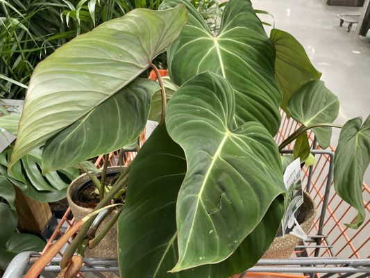 The Home Depot by null