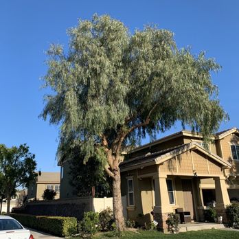 Ezra Tree Service - Trees - Tree Services Near Me Ezra Tree Service - Trees - Tree Services Near Me