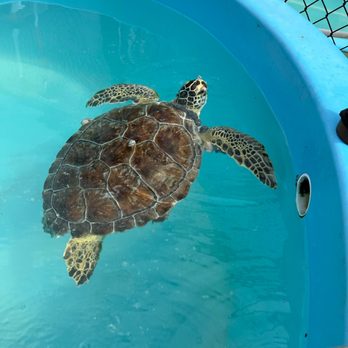 The Turtle Hospital - Turtle hospital ward - Veterinarians Near Me - Marathon, Florida The Turtle Hospital - Turtle hospital ward - Veterinarians Near Me - Marathon, Florida