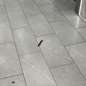 Skyline New Rochelle - Dog feces in the lobby - Apartments Near Me - New Rochelle, New York Skyline New Rochelle - Dog feces in the lobby - Apartments Near Me - New Rochelle, New York