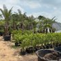 Photo of Rosehill Palms Landscaping & Garden Center