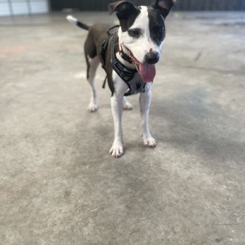 Sentinel K9 - Pet Boarding Near Me - Fort Worth, Texas