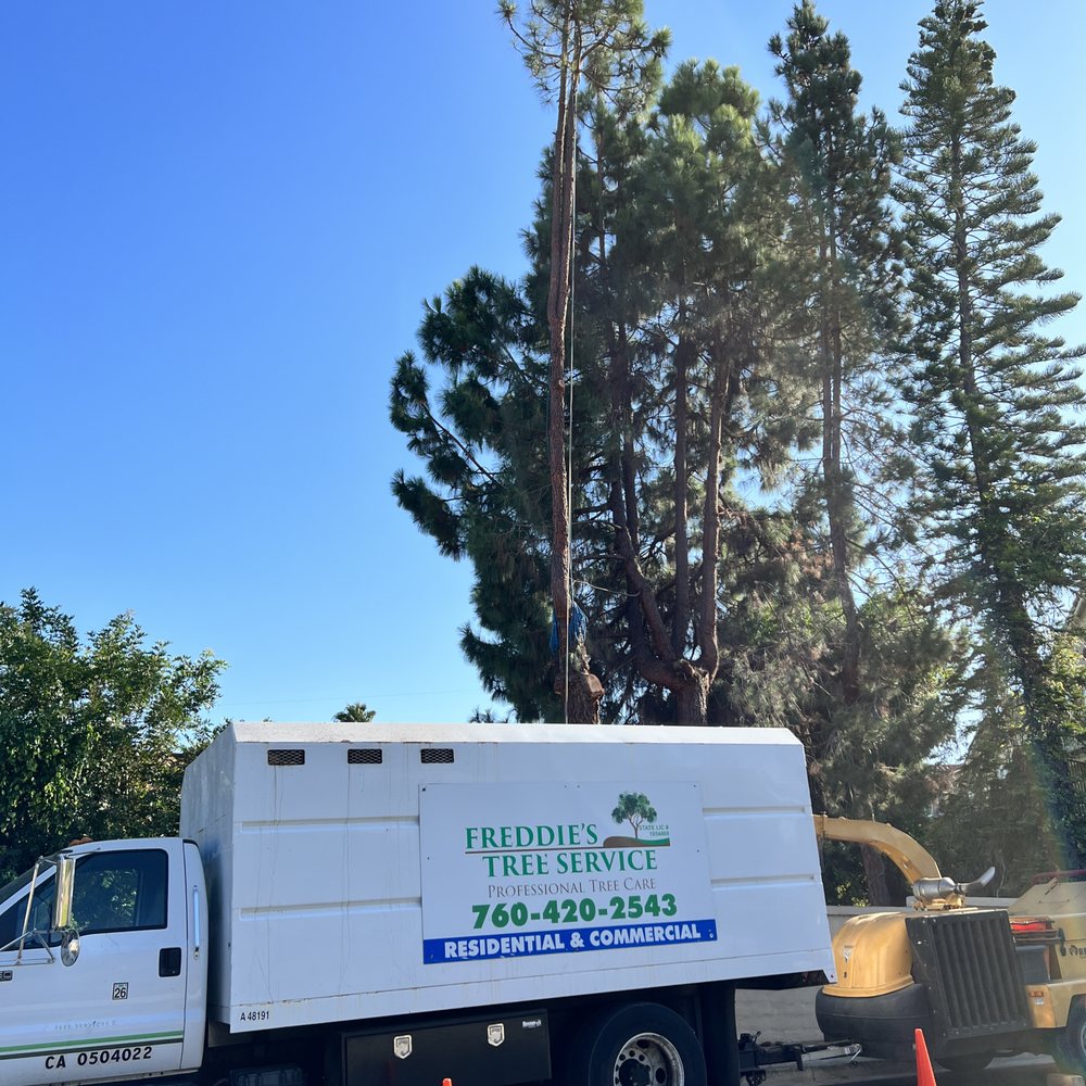 Freddie’s Tree Service - In 2 hrs they had already removed all the branches from this ~80 ft pine tree! - Tree Services Near Me