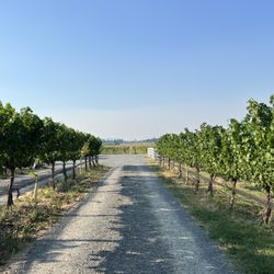 Dos Mariposas Vineyards & Lavender