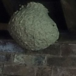 Aim Environmental Services - Wasp Nest Removal