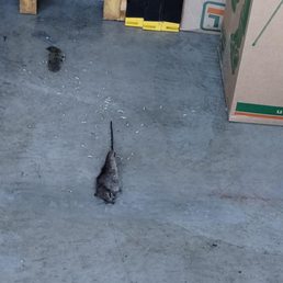1 of the many Rats found in unit upon moving!