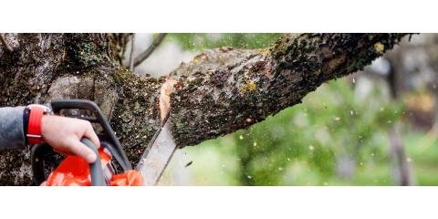 Schryver's Tree and Landscape