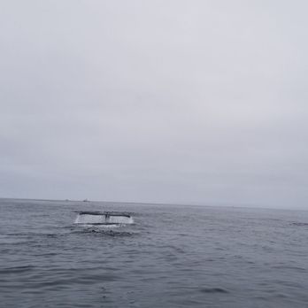 Ocean Safaris - Whale Watching Tours Near Me