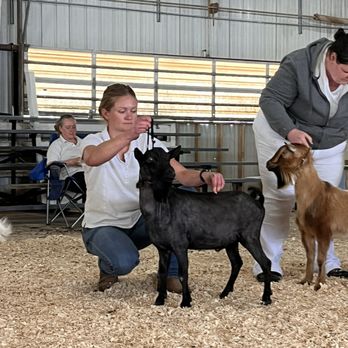 T and H Farm - One of our herd sires where he won Reserve Champion - Ranches Near Me - Leetonia, Ohio T and H Farm - One of our herd sires where he won Reserve Champion - Ranches Near Me - Leetonia, Ohio