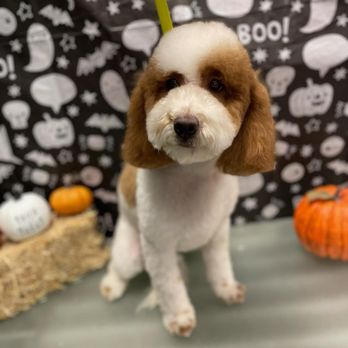 Well Groomed Pets - Pet Groomers Near Me - Las Vegas, Nevada Well Groomed Pets - Pet Groomers Near Me - Las Vegas, Nevada