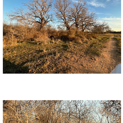 Unchained construction - Actual email words that I sent him with these photos of Briars and Trees North of New House, as described in our email to Philip 2 (before)