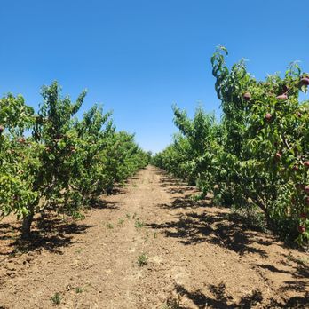 Gil Ranch U-pick - Pick Your Own Farms Near Me - Brentwood, California