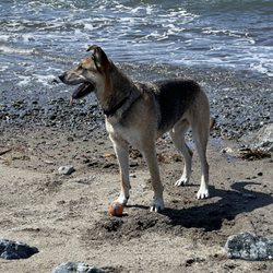 Noyo Bay Beach