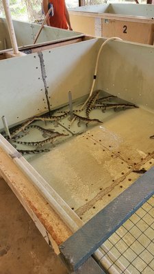 Palawan Wildlife Rescue and Conservation Center (Crocodile Farm) by null