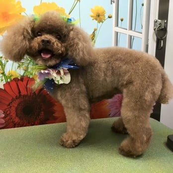 Blooming Mobile Grooming - Chewie during her mobile spa appointment! - Pet Groomers Near Me Blooming Mobile Grooming - Chewie during her mobile spa appointment! - Pet Groomers Near Me
