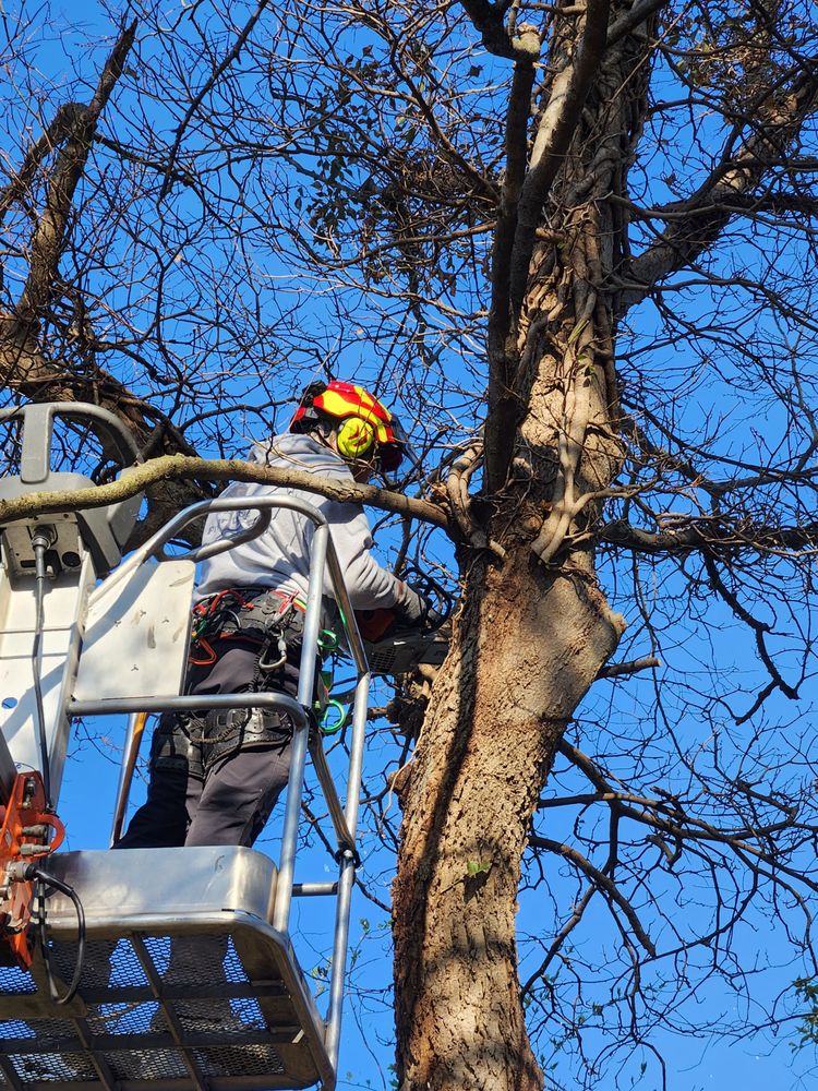 Priority Tree - tree service in Cincinnati, OH