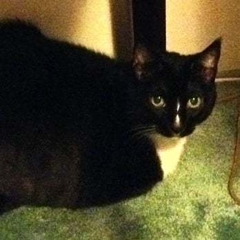 Advanced Veterinary Medical Imaging - Sophie, all healthy and happy. - Veterinarians Near Me - Tustin, California