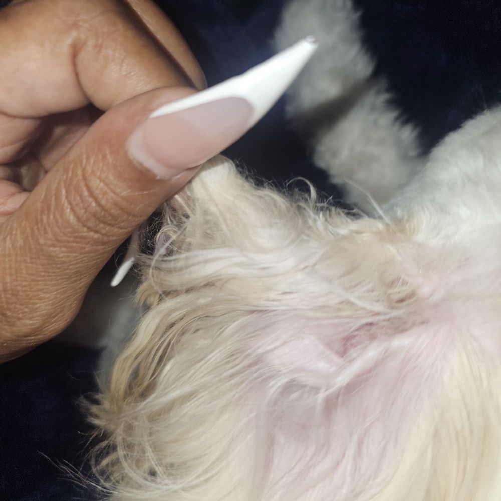 Liz's Pet Grooming - She left knots on the back of her ears on both sides, which show she did not come through. - Pet Groomers Near Me - Compton, California Liz's Pet Grooming - She left knots on the back of her ears on both sides, which show she did not come through. - Pet Groomers Near Me - Compton, California